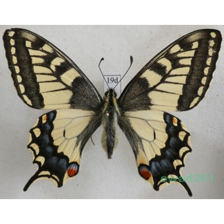 Papilio machaon Linnaeus, 1758 Paź królowej Czech 63mm19d
